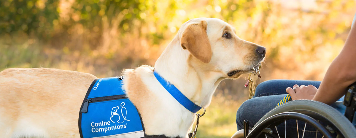 Canine Companions® DIY Fundraising
